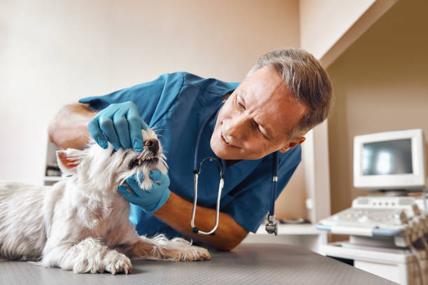 Best Emergency Dental Surgery in Holts Summit, MO